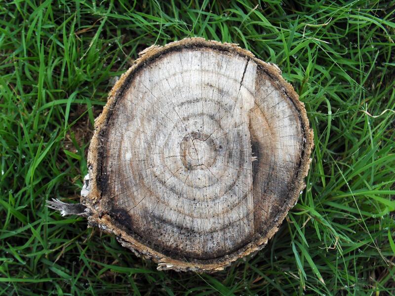 a cut tree stump