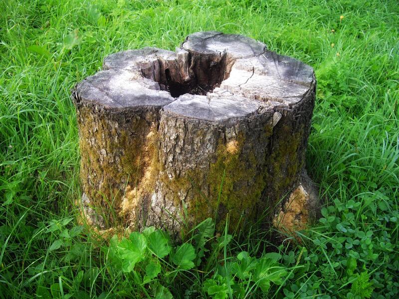 an old cut stump