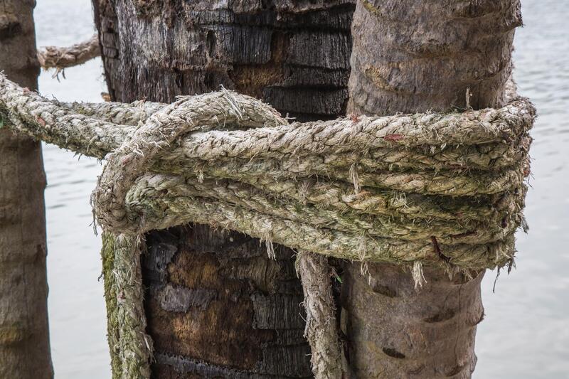a tree with a cabling rope