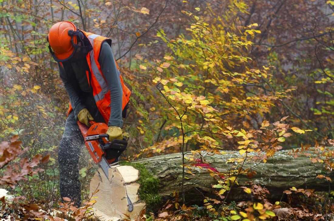 using chainsaw man cutting the log