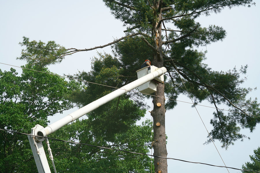 man using  heavy equipment in trimming the tree